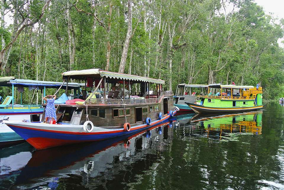Indonesia Expedition: Orangutans of Kalimantan - Intrepid Travel - Indonesia - Image 5