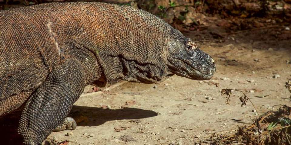 Indonesia: Java, Bali & Komodo Island - G Adventures - Indonesia - Image 16