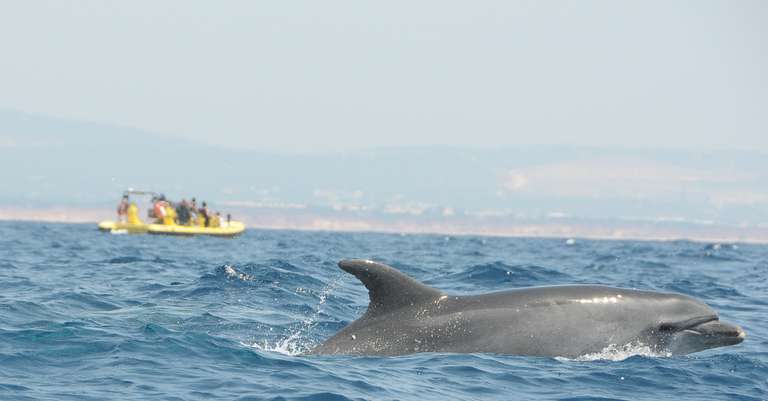 Insonia - Dolphin watching and Cave tour trip - alternative tour available