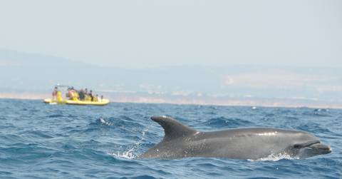 Insonia - Dolphin Watching And Cave Tour - September 2027