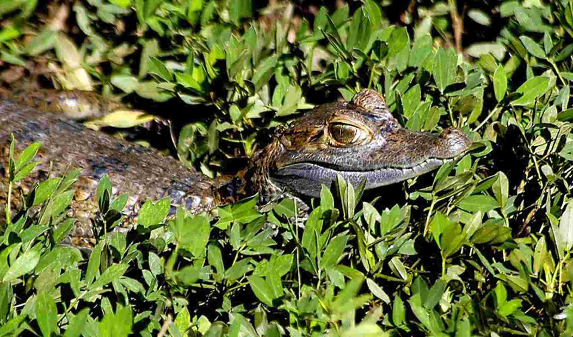 Iquitos Amazon Jungle Adventure 3D/2N