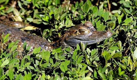Iquitos Amazon Jungle Adventure 3d/2n - September 2025