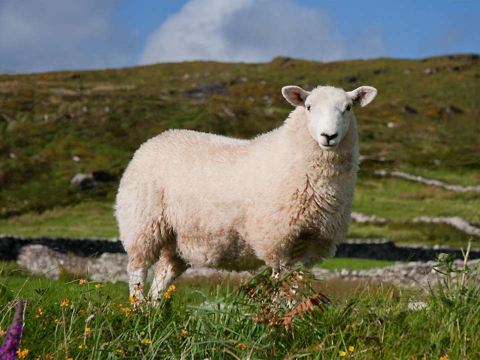 Ireland Coast to Coast - 9 days - On The Go Tours - Ireland - Image 4