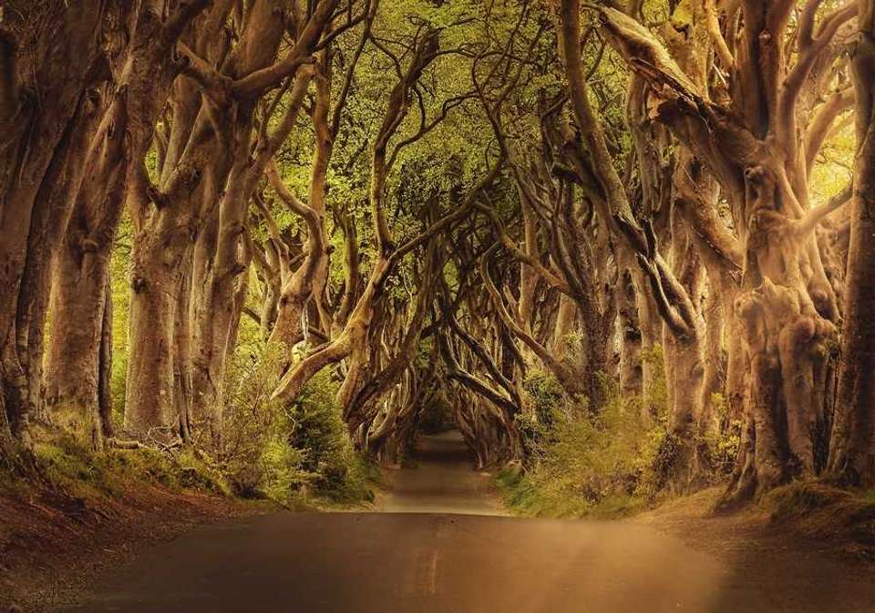 Ireland in Depth - undefined - Image 7