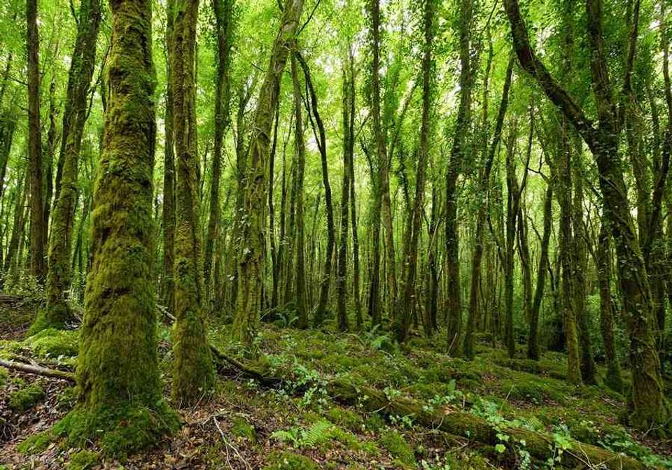 Ireland in Depth - undefined - Image 4
