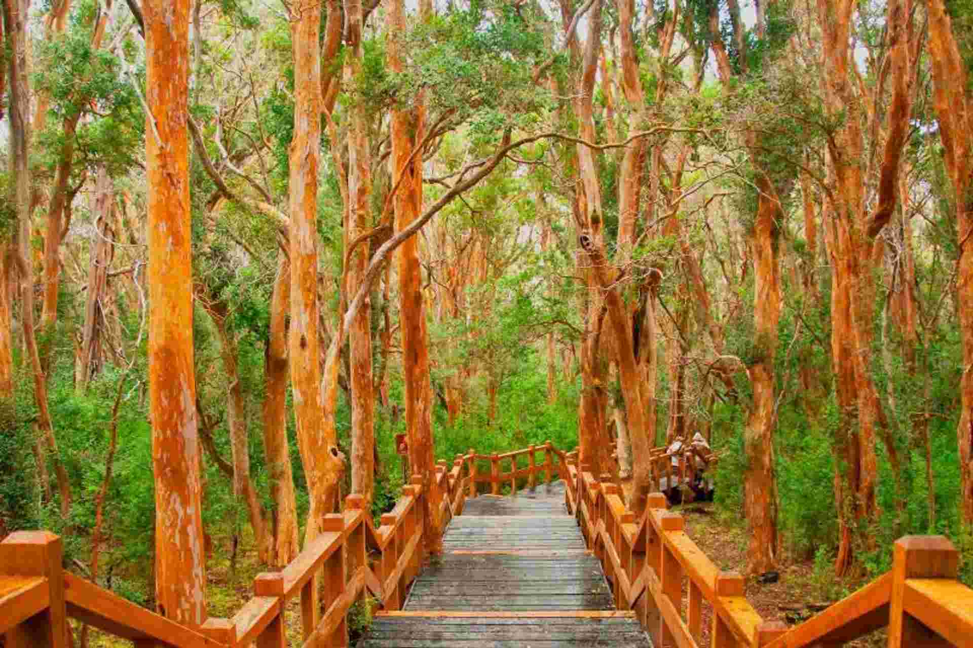Isla Victoria & Arrayanes Forest including Boat Ride