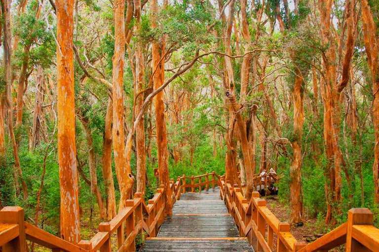 Isla Victoria & Arrayanes Forest including Boat Ride trip - alternative tour available