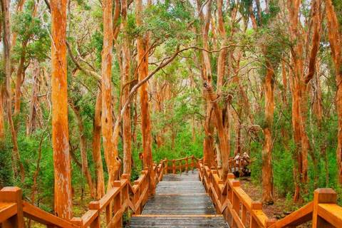 Isla Victoria & Arrayanes Forest Including Boat Ride - Fall Tours
