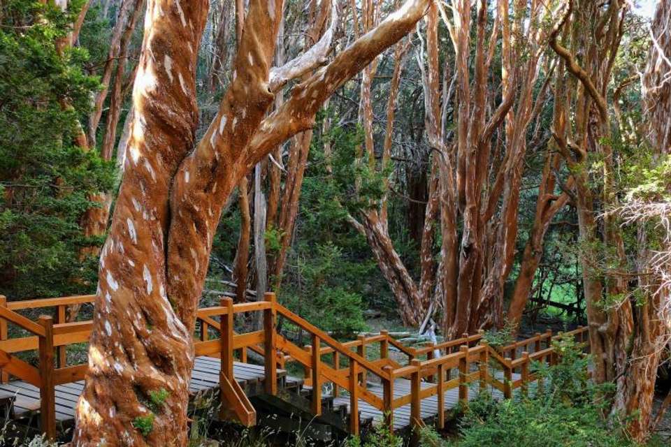 Isla Victoria & Arrayanes Forest including Boat Ride - Tangol Tours - Argentina - Image 2