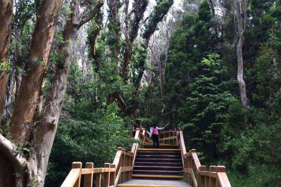 Isla Victoria & Arrayanes Forest including Boat Ride - Tangol Tours - Argentina - Image 5
