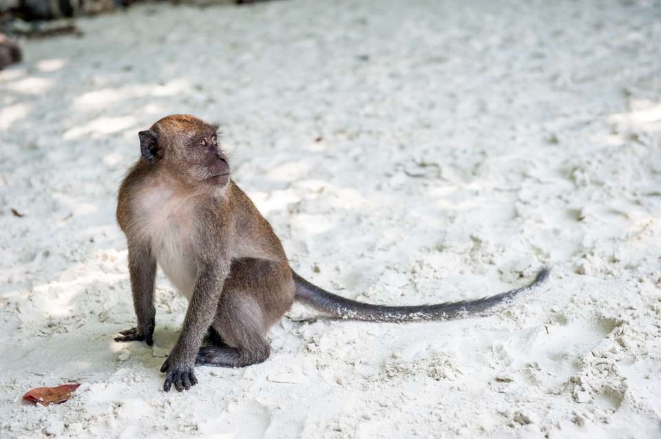 12 Days Island Escape: Krabi, Koh Lanta, Phi Phi And Phuket - Destination Services - Thailand - Image 2