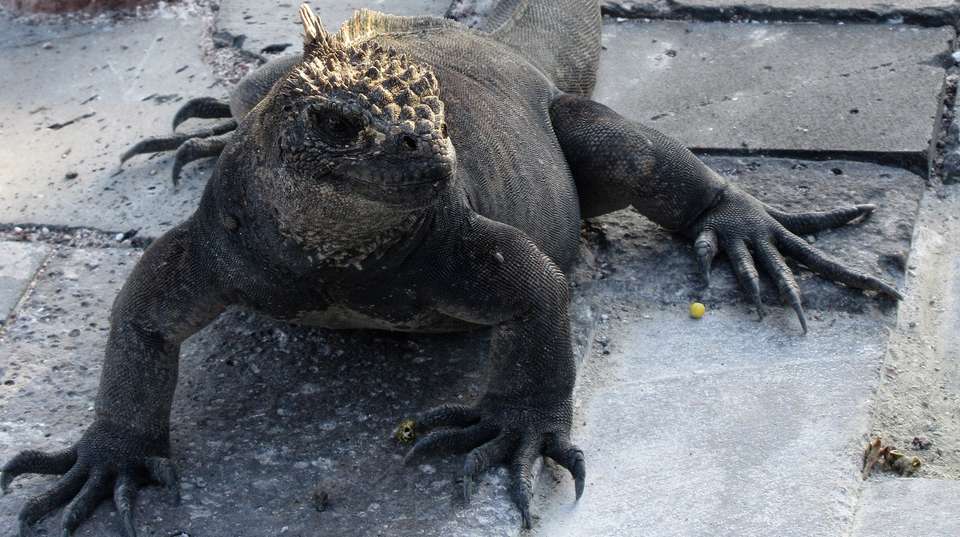 island hopping Galapagos - Andean Summit Adventure - Ecuador