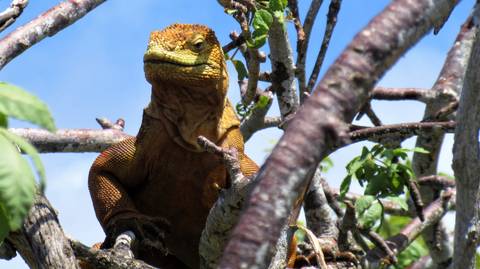 Island Hopping Galapagos - March 2026