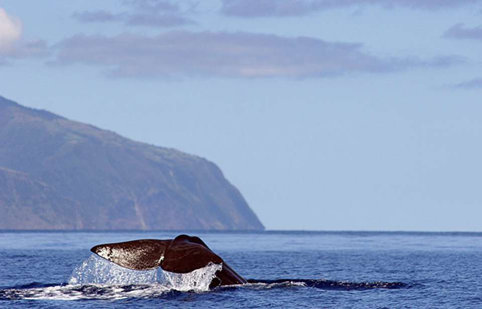 Island Hopping in the Azores - Exodus Adventure Travels - Portugal - Image 6