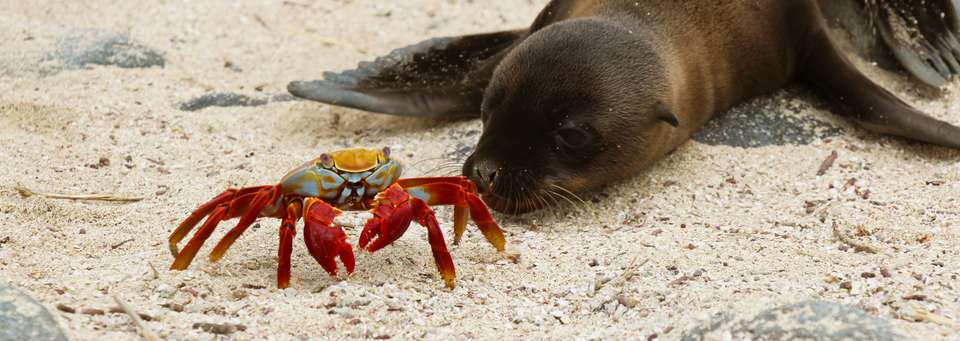 Island Hopping in the Galapagos - Exodus Adventure Travels - Ecuador - Image 4