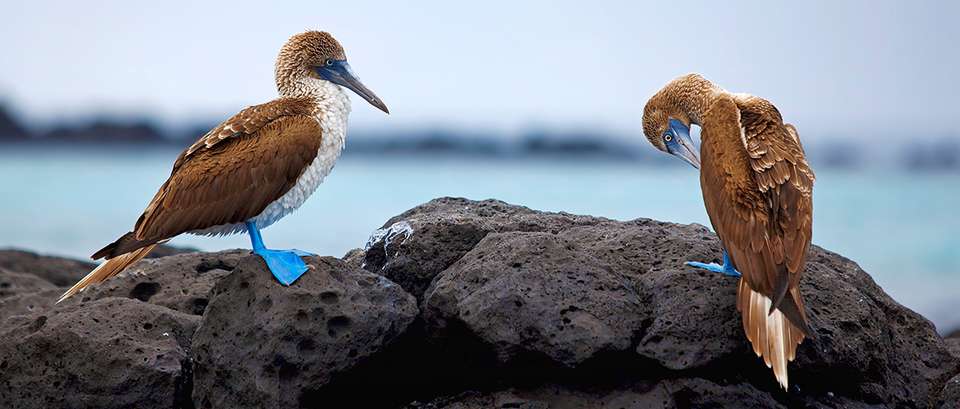 Island Hopping in the Galapagos - Exodus Adventure Travels - Ecuador - Image 7
