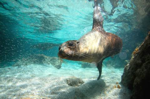 Quito Cultural, Religious And Historic Sites Tour: Island Hopping In The Galapagos