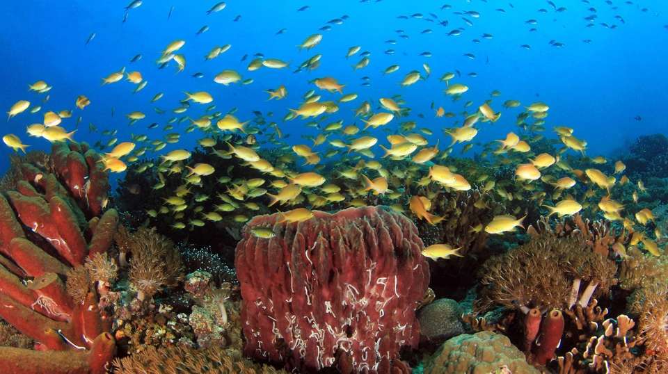 Island Odyssey: 13 Days of Philippines' Wonders - Tourismo Filipino - Philippines - Image 7