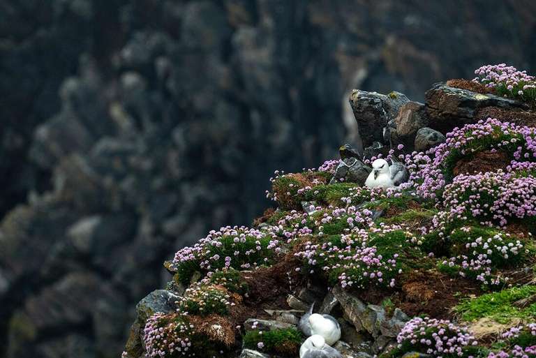 Northern Europe Wildlife Tour: Isles of the North Atlantic (Ocean Victory)