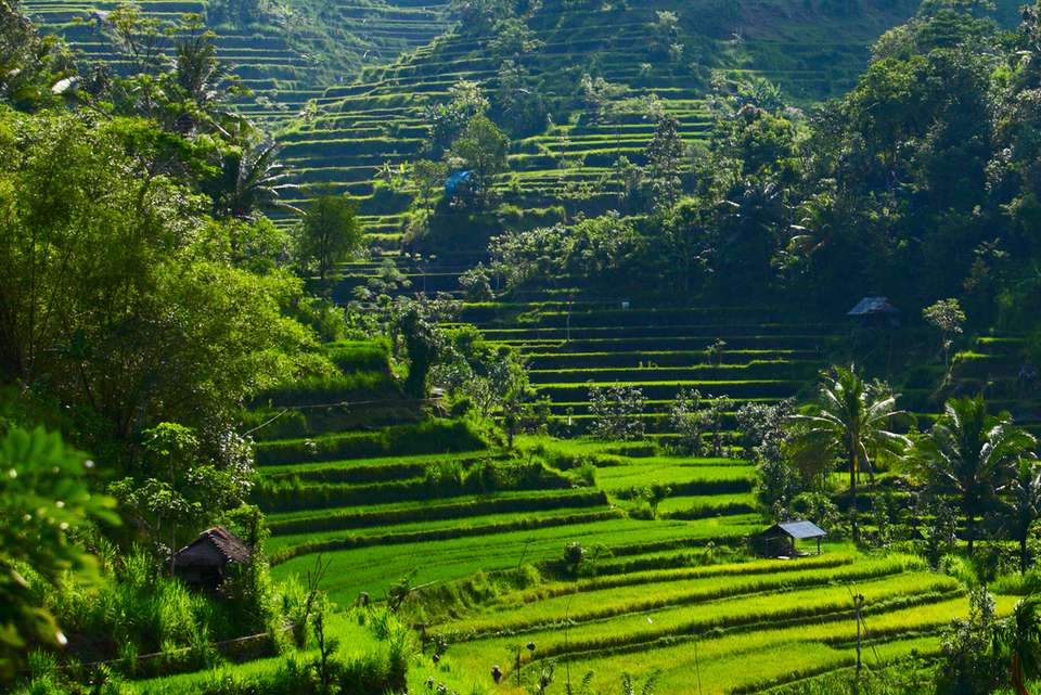 Jakarta to Ubud - Intrepid Travel - Indonesia - Image 2