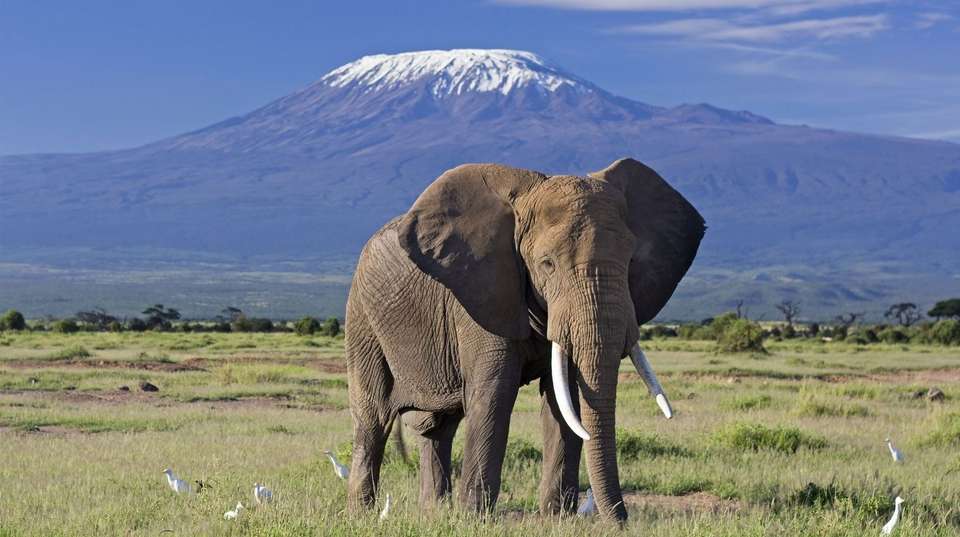JAMBO PACK SAFARI - Sir Michaels Tours And Safaris - Kenya - Image 3