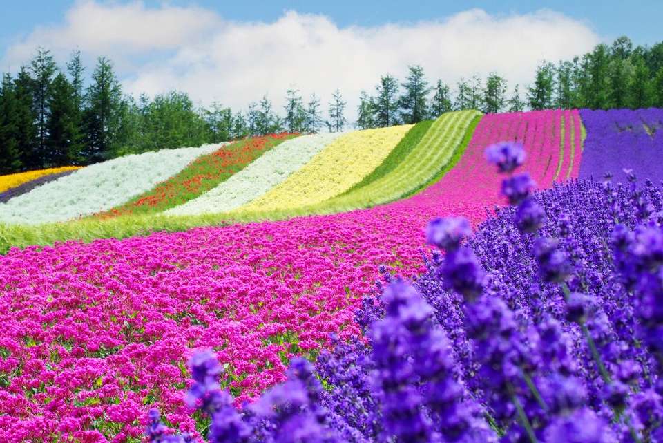 Japan Adventure - undefined - Image 21