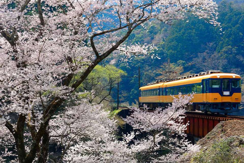 Japan Adventure - undefined - Image 14