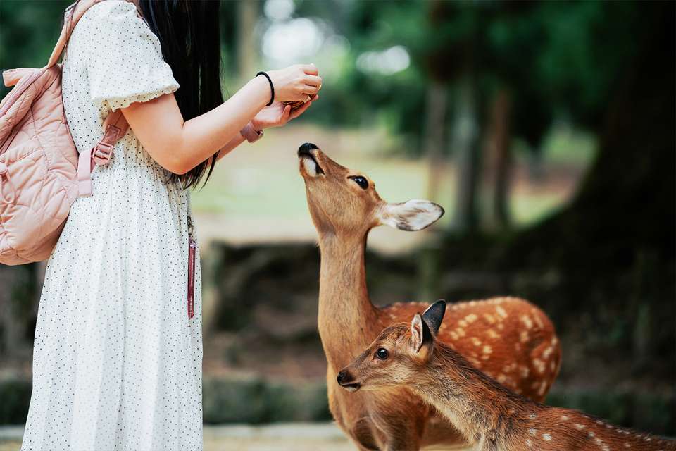 Japan Adventure 17 Day - Intro Travel - Japan