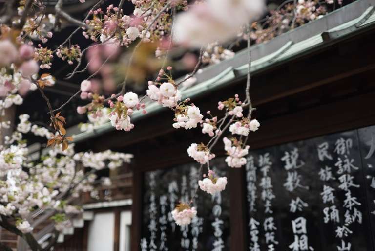 Japan & South Korea Cherry Blossom Small Group Tour - 15 days