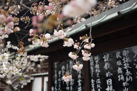 Japan & South Korea Cherry Blossom Small Group Tour - 15 Days