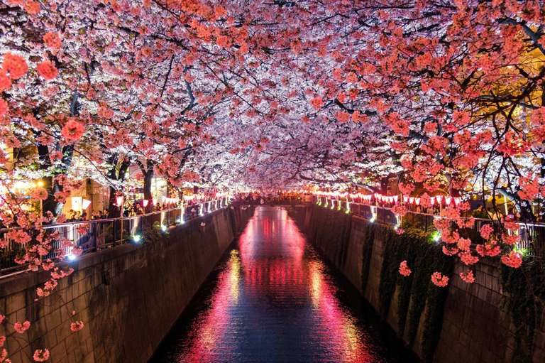 Japan & South Korea Cherry Blossom Tour trip - alternative tour available