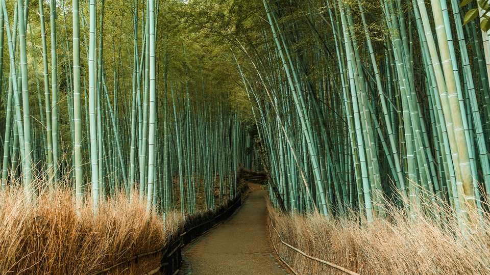 Japan & South Korea: From Tokyo to Seoul - Collette Tours - Japan - Image 2
