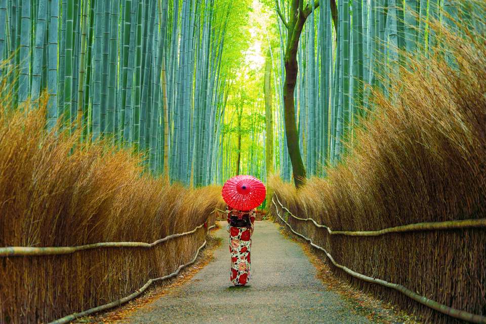 Japan Cherry Blossom Discovery Tour - Tweet World Travel - Japan - Image 6
