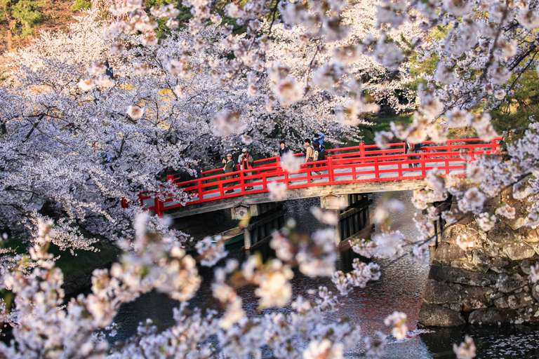 Japan Cherry Blossom Small Group Adventure