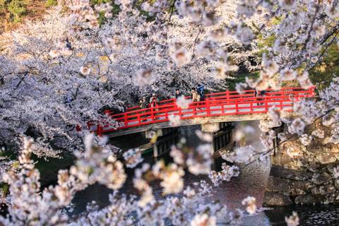 Japan Cherry Blossom Small Group Adventure - March 2027