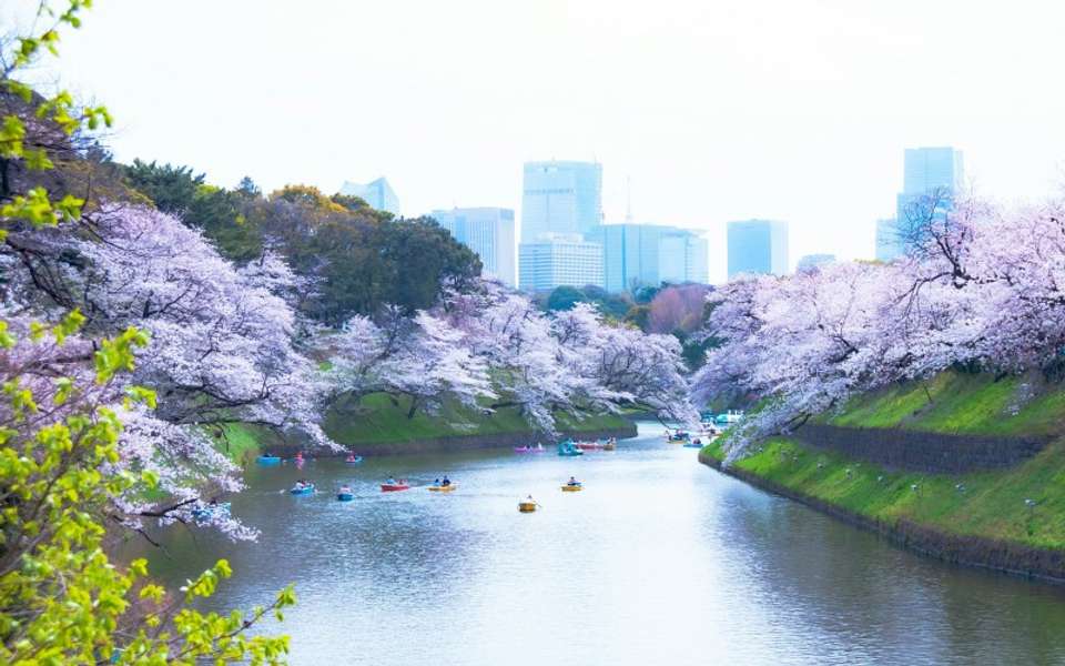Japan In-depth Cherry Blossom Tour - Tweet World Travel - Japan