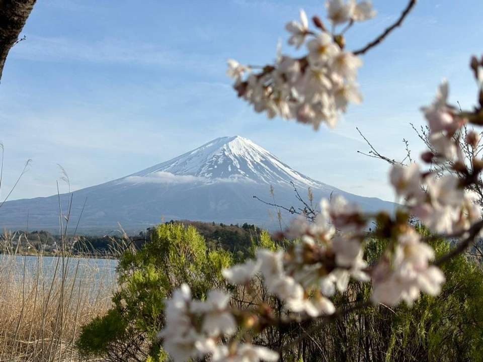 Japan In-depth Cherry Blossom Tour - Tweet World Travel - Japan