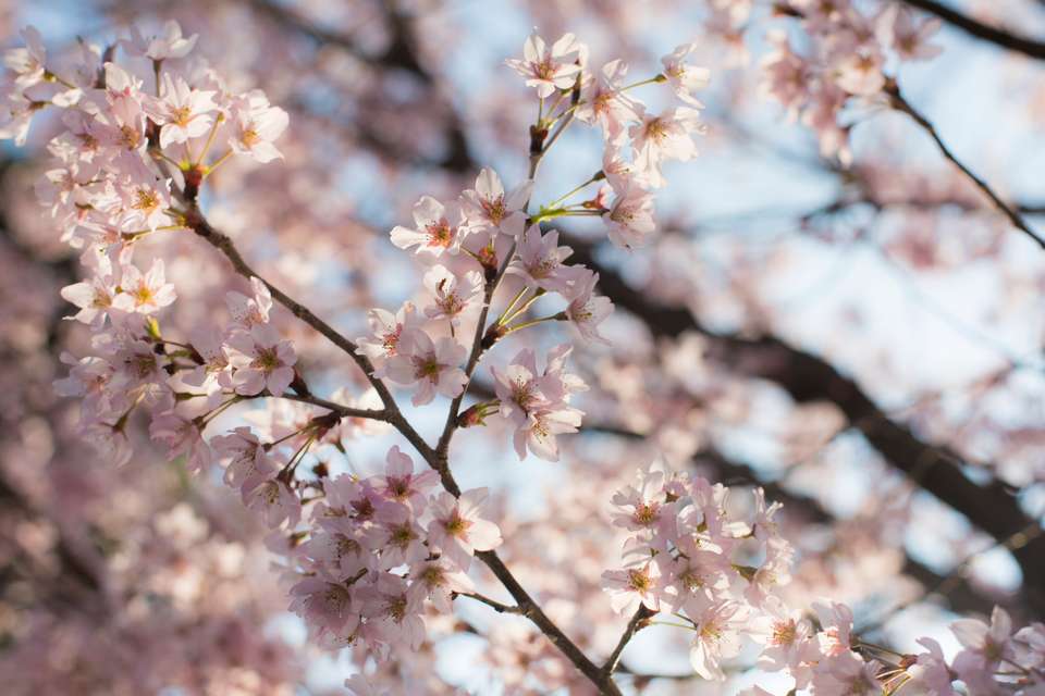Japan Family Journey: From Ancient to Modern Times - G Adventures - Japan - Image 5