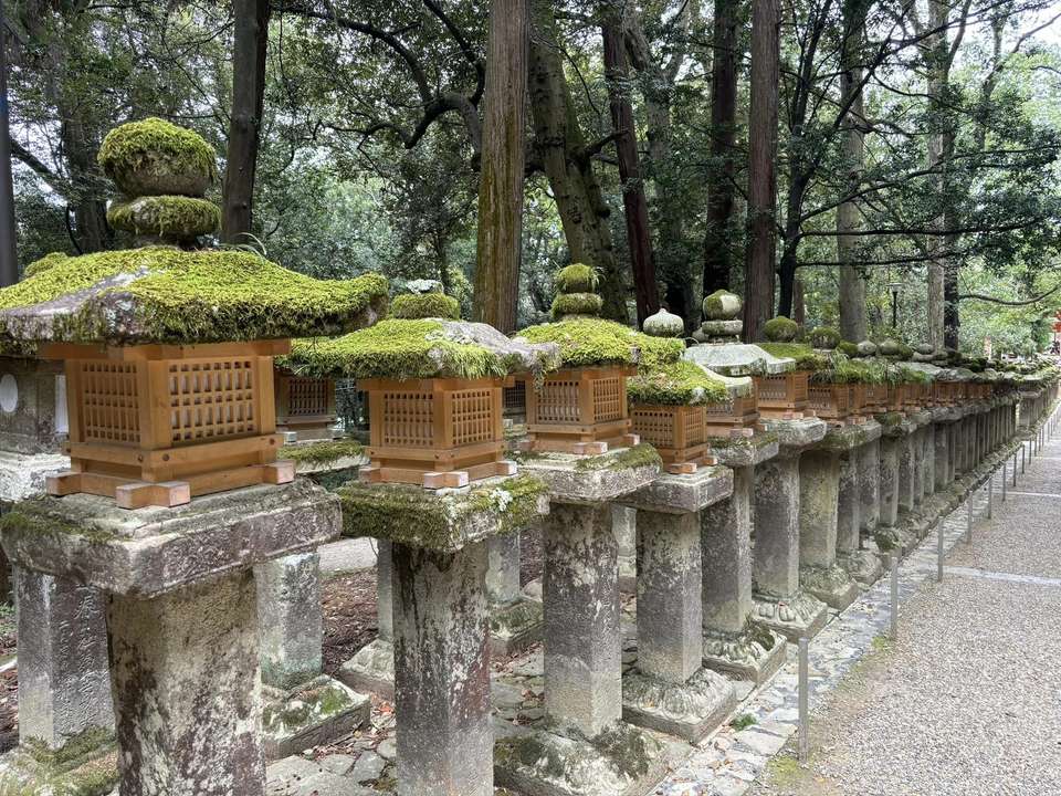 Japan In-depth Cherry Blossom Tour - undefined - Image 8