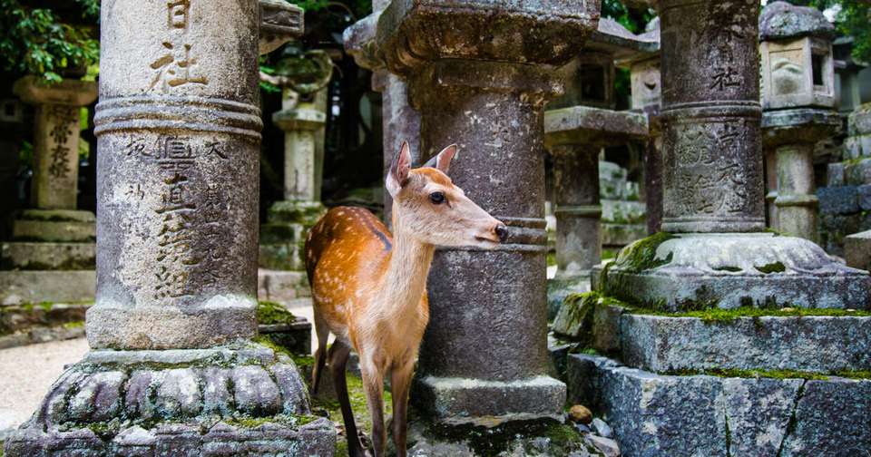 Japan In Depth - Footsteps of the Shogun - undefined - Image 7