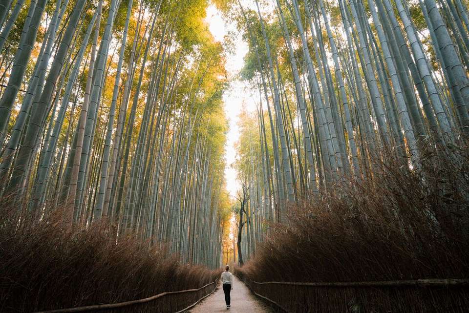 Japan: Land of the Rising Sun - Intrepid Travel - Japan - Image 13