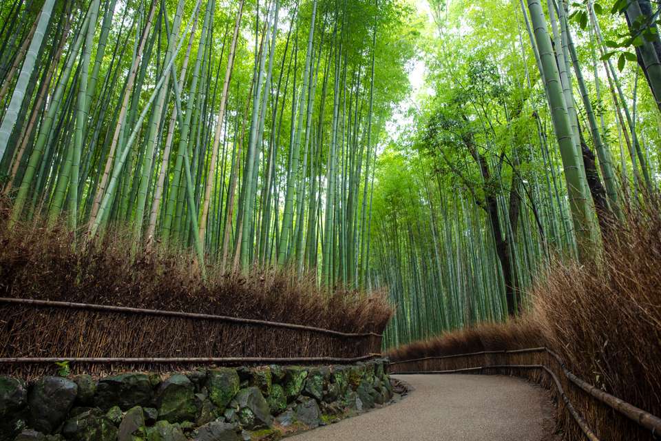 Japan: Osaka, Kyoto, Mount Fuji & Tokyo - undefined - Image 1