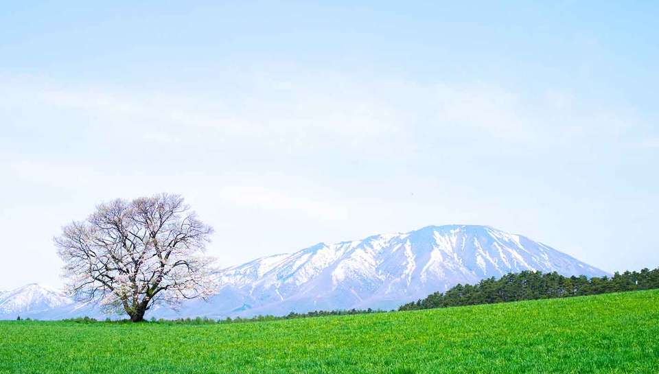 Japan's Captivating Cultural Odyssey - 8 days - On The Go Tours - Japan - Image 6