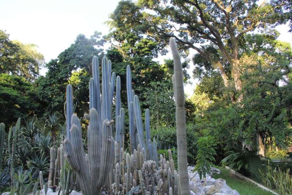 Jeep Tour Botanical Garden And Tijuca Rain Forest - Tangol Tours - Argentina - Image 3