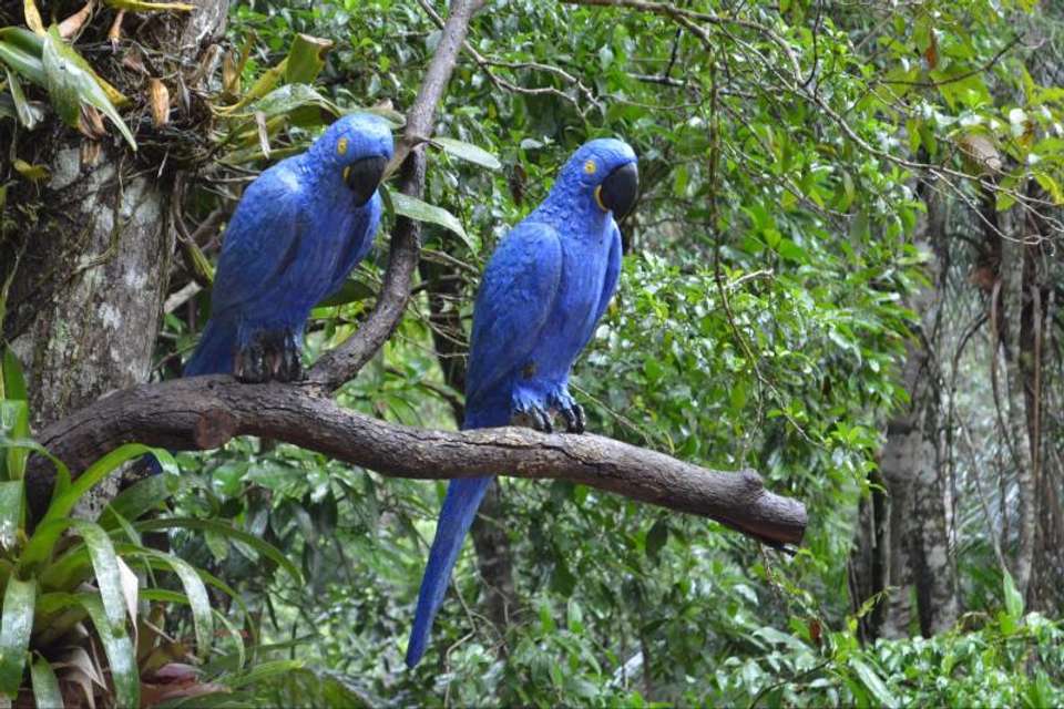 Jeep Tour Botanical Garden And Tijuca Rain Forest - Tangol Tours - Argentina - Image 5
