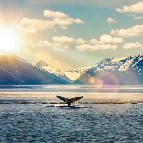 Usa Guided Tours: Jewels Of Alaska
