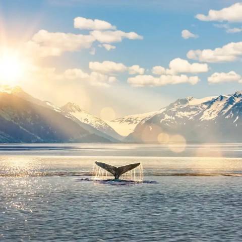 Usa Explorer Tour: Jewels Of Alaska