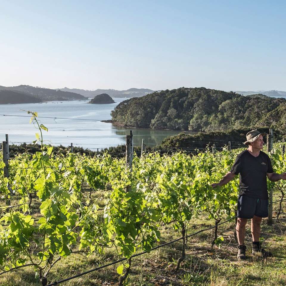 Jewels of the Bay - Aat Kings - New Zealand - Image 4