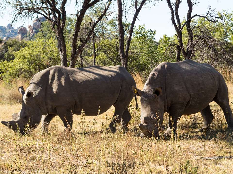 Joburg to Victoria Falls - 12 Days - On The Go Tours - South Africa - Image 5