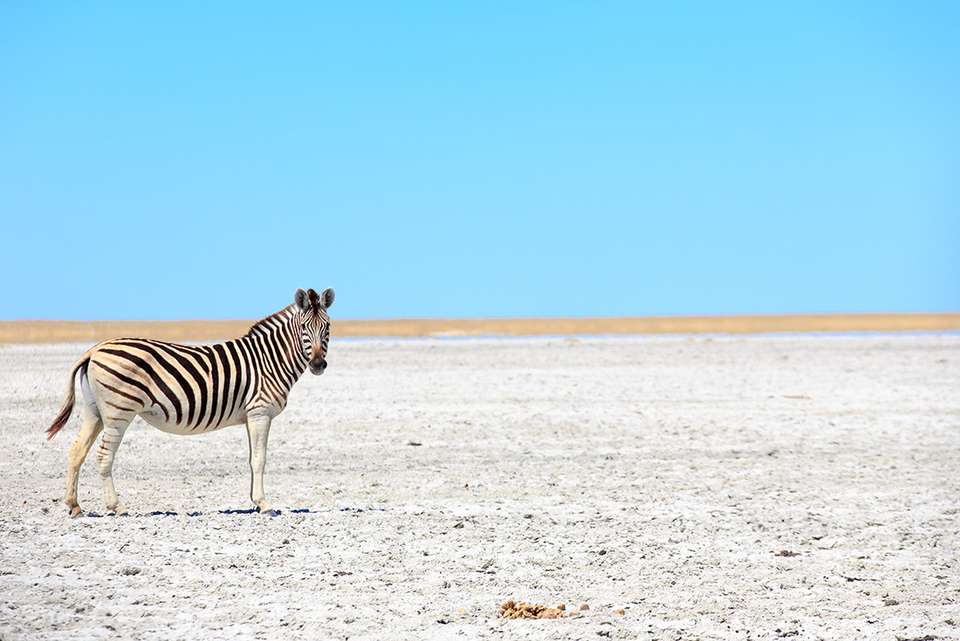 Johannesburg to Gorillas - Intrepid Travel - South Africa - Image 14